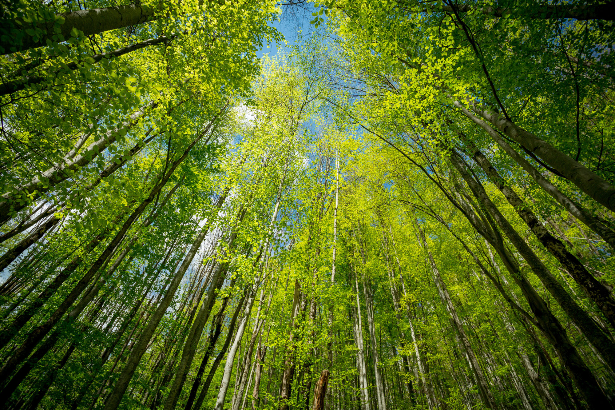 Luttons contre la déforestation avec La Maison du Saz ! Wintzenheim